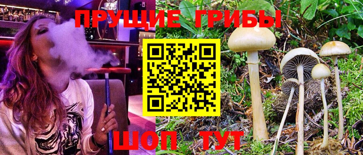 Псилоцибиновые грибы Psilocybine cubensis Саяногорск